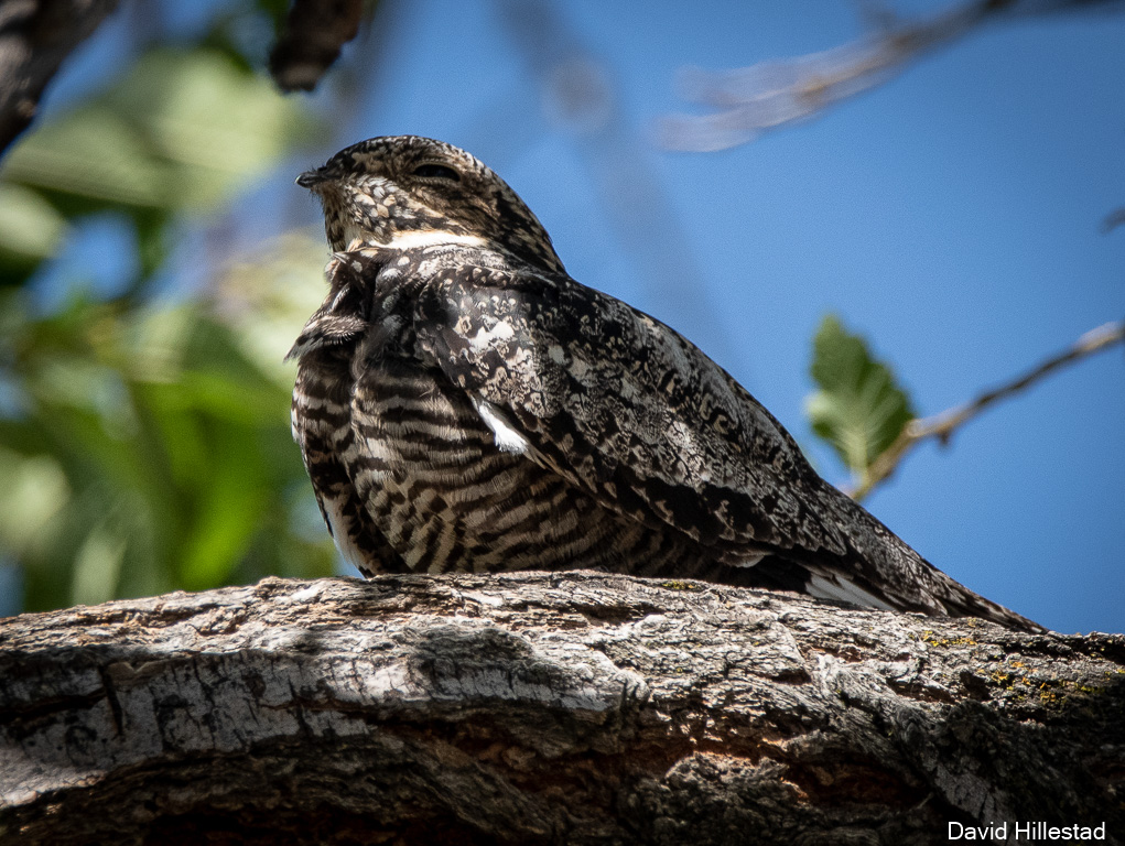 Nighthawks, Swifts North Central Washington Audubon Society