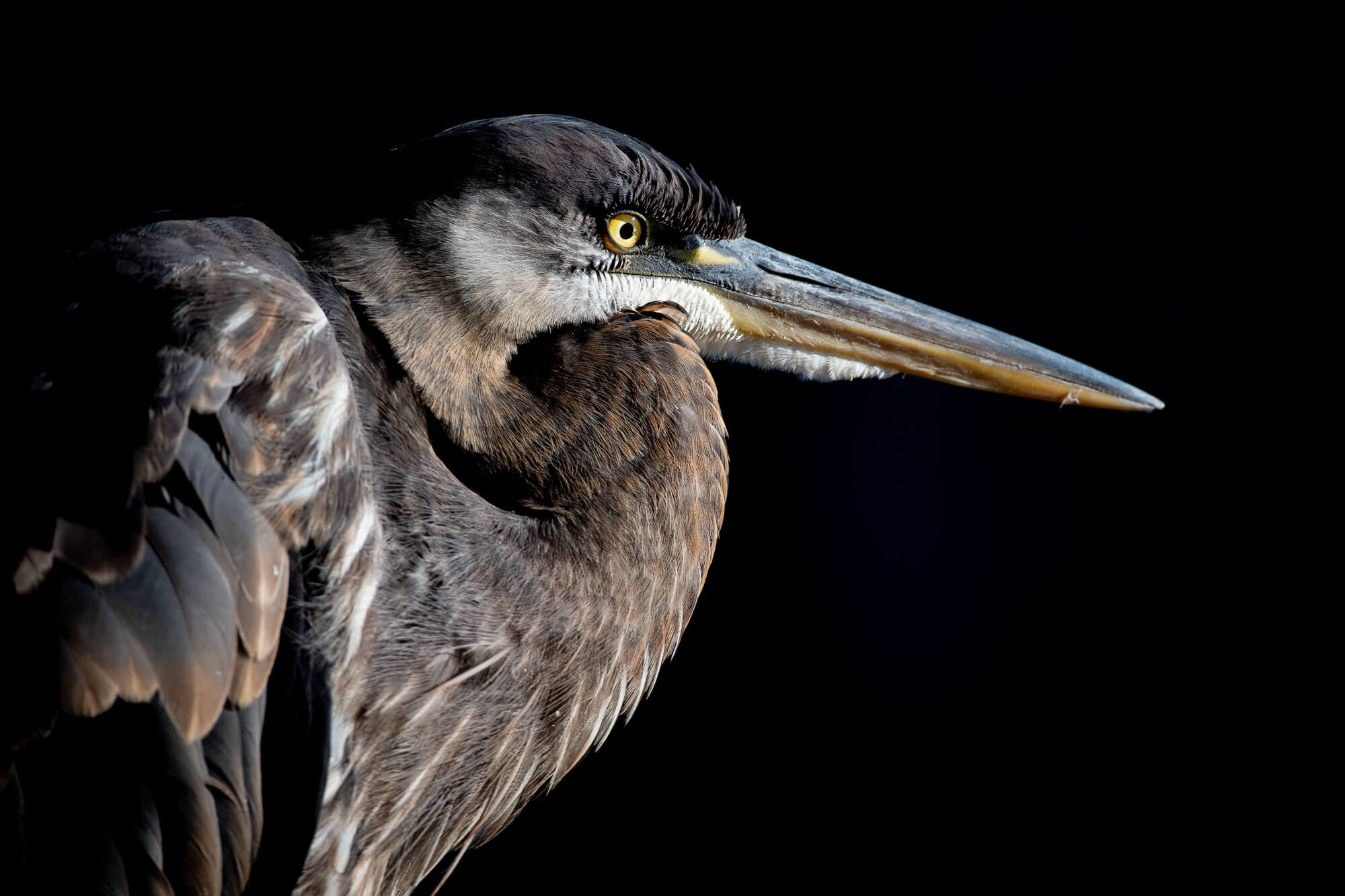 2019 Photo Contest Winners Announced North Carolina Wildlife Federation