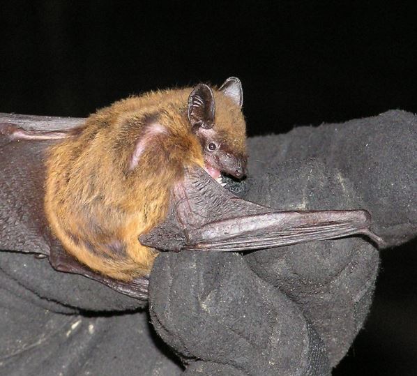 Meet Some of NC’s Most Intriguing Residents Bats North Carolina