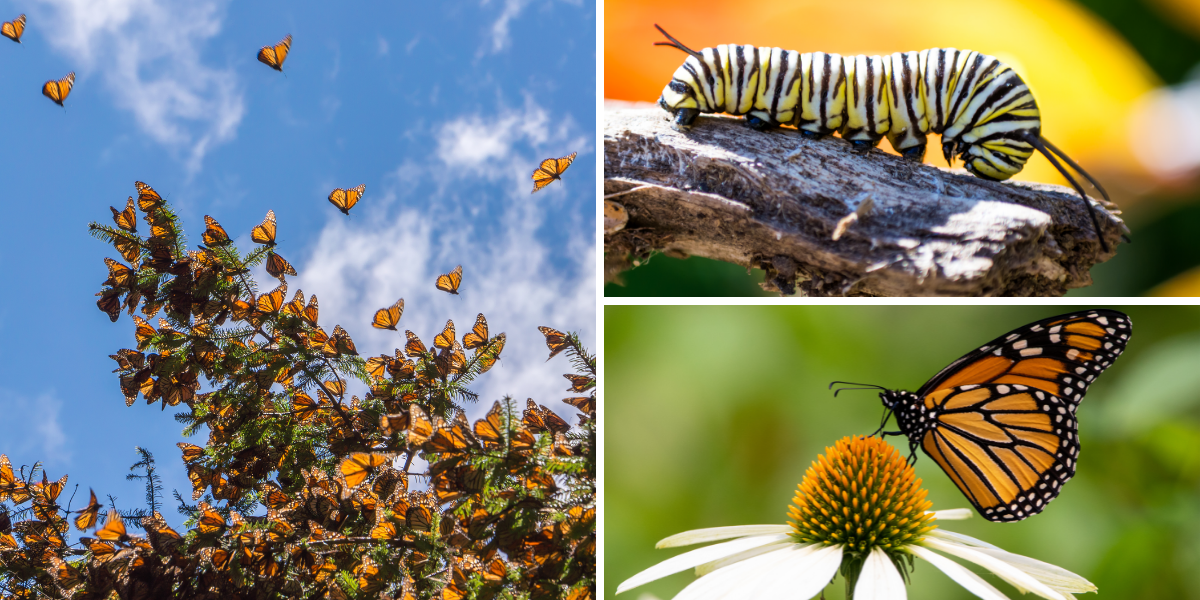 Wildlife Species Spotlight Monarch North Carolina Wildlife Federation
