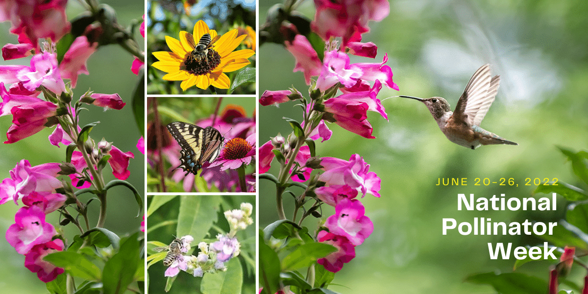 We’re All Abuzz for National Pollinator Week, June 2026 North