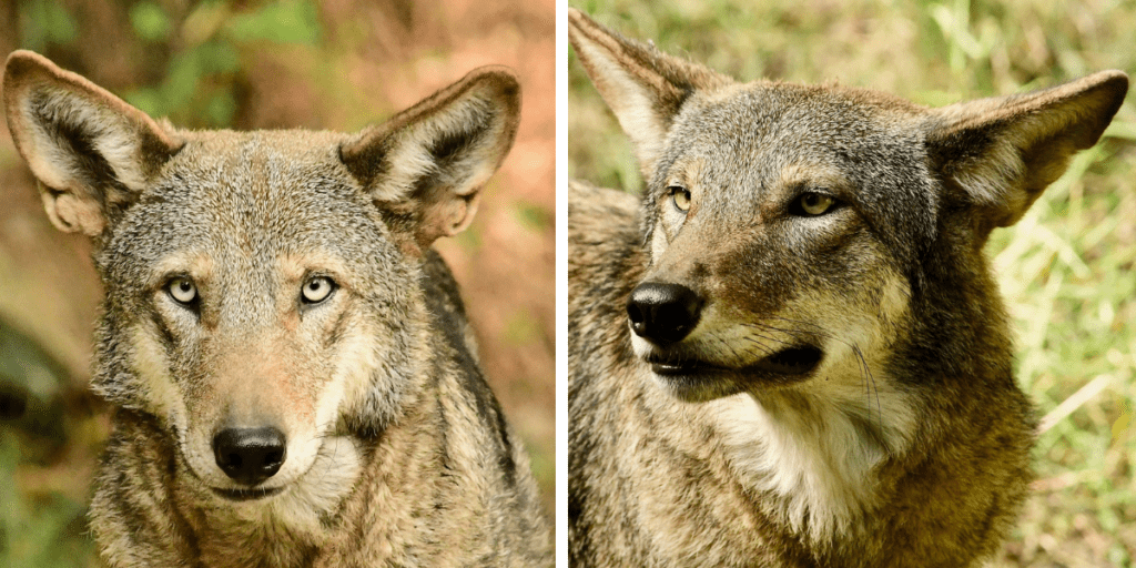 Red Wolf Center Two New Residents North Carolina Wildlife