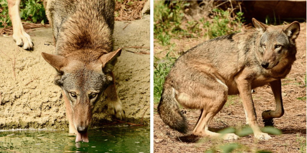 Red Wolf Center Two New Residents North Carolina Wildlife
