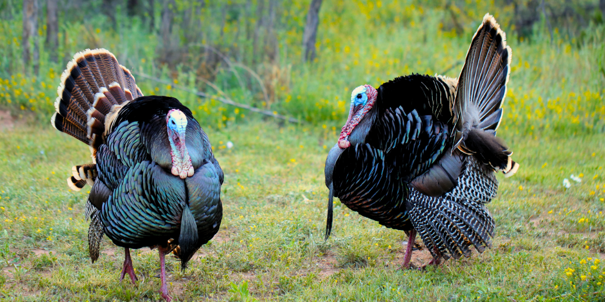 North Carolina Wild Turkey Season Opens April 1 Here's What You Need
