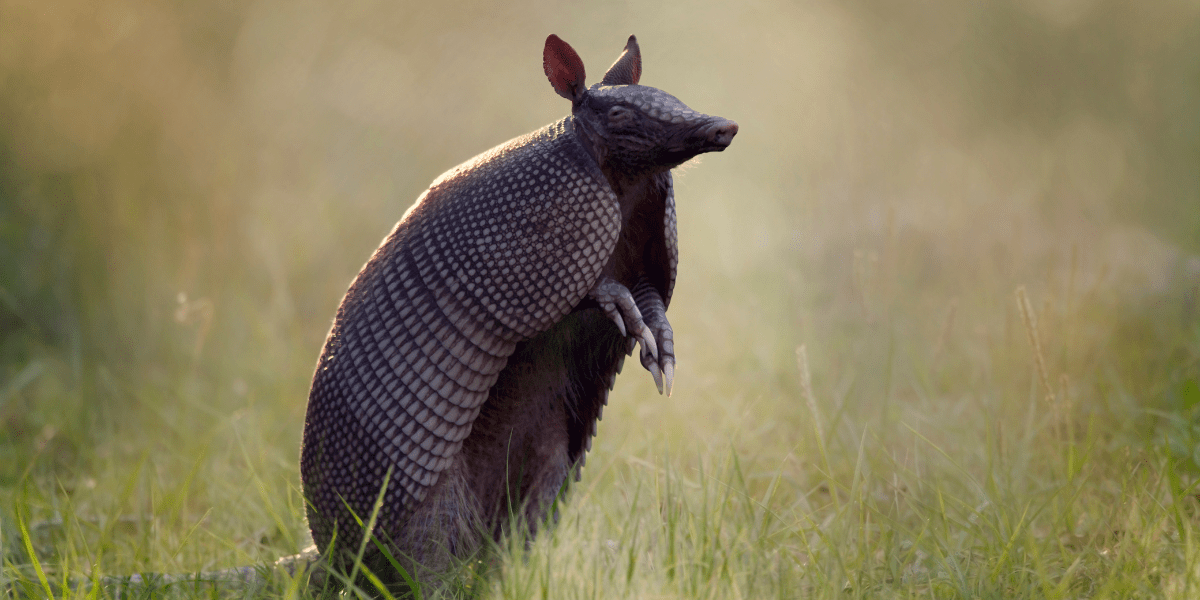 NCWRC Asks Public to Report Armadillo Sightings to Assess Species