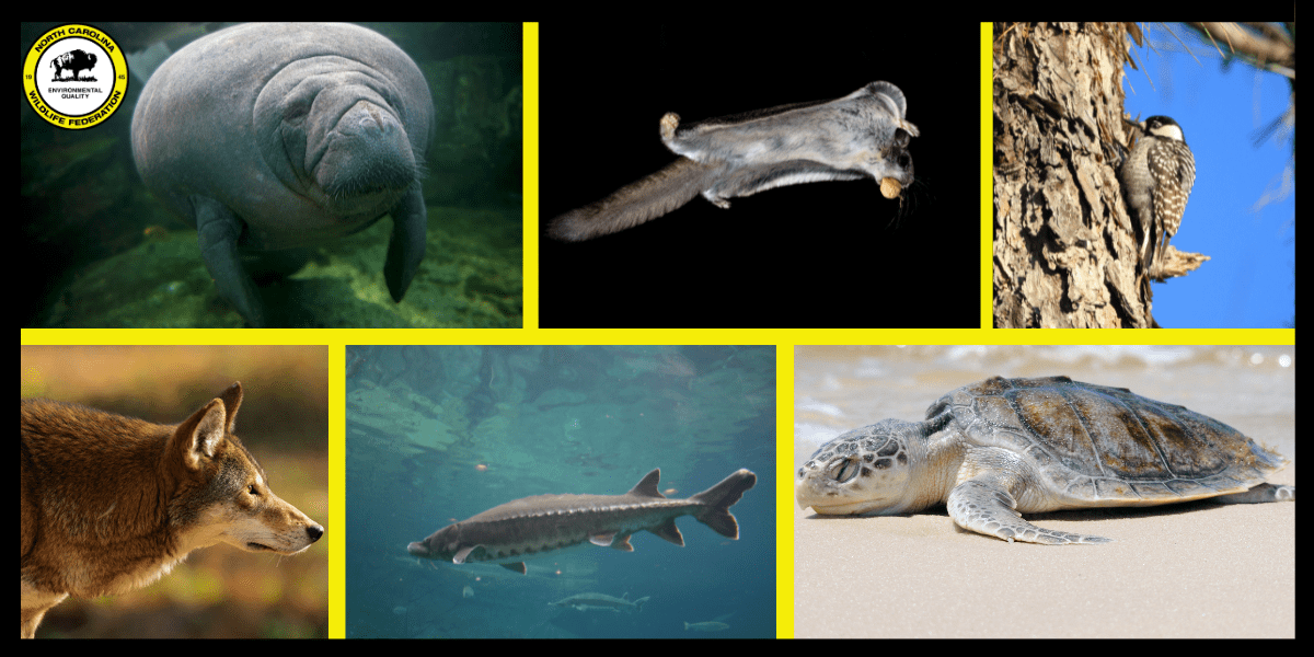 Endangered North Carolina Taking a look at some of the state’s most