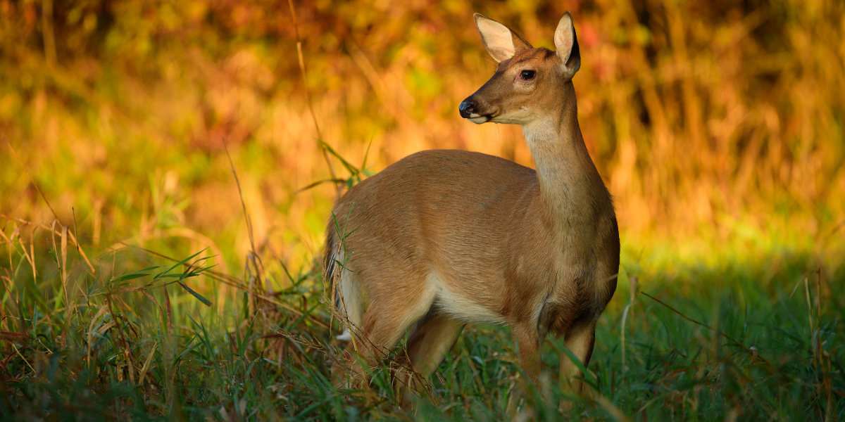 What Chronic Wasting Disease Means for NC Deer and Hunters North