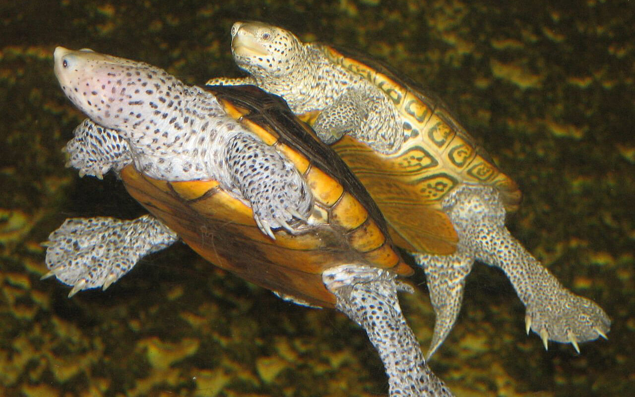 Diamondback Terrapin Turtle Populations Are Declining North Carolina