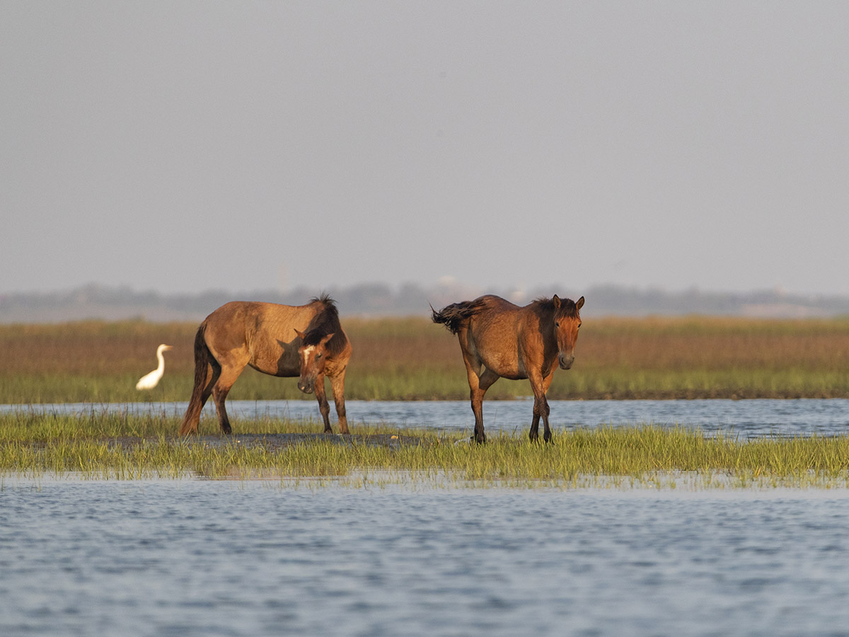 NC Coast and Sounds North Carolina Wildlife Federation