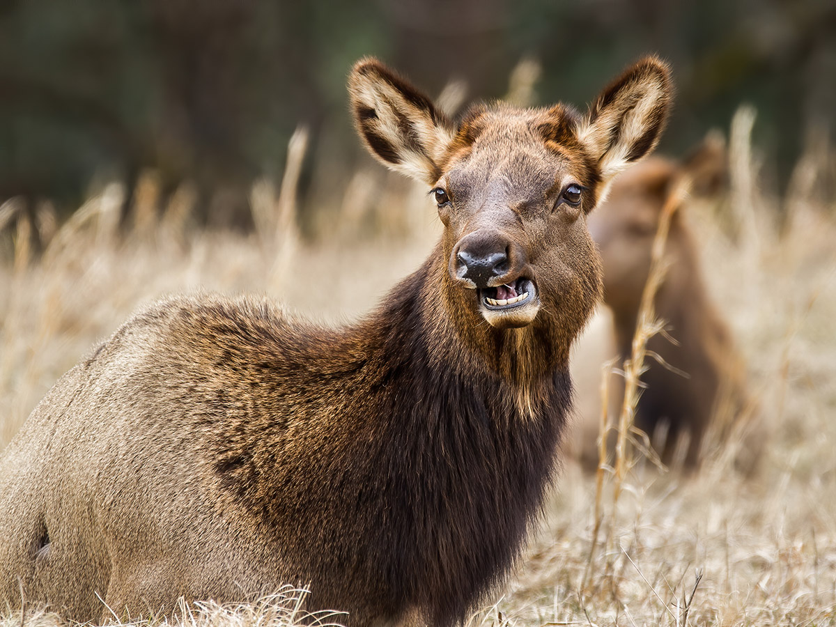 North Carolina Elk Restoration North Carolina Wildlife Federation