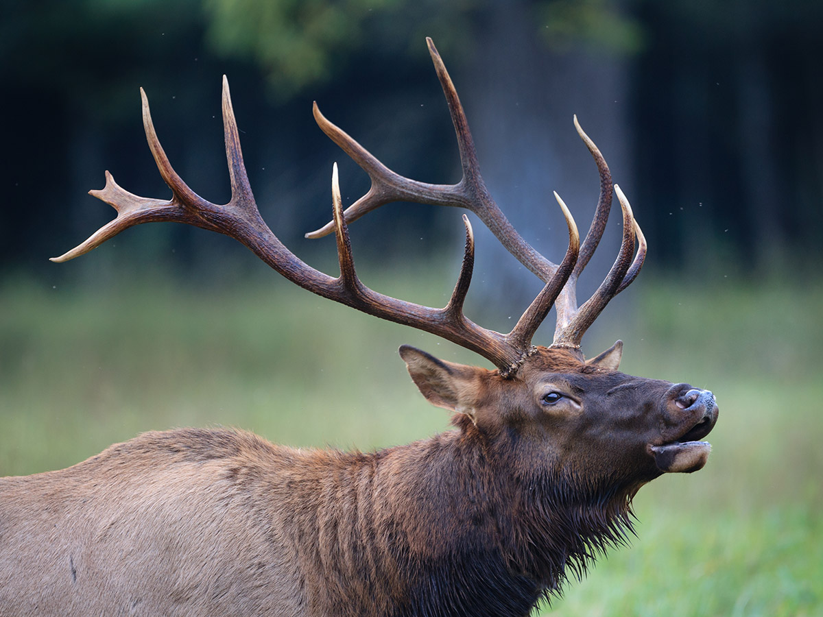 North Carolina Elk Restoration North Carolina Wildlife Federation