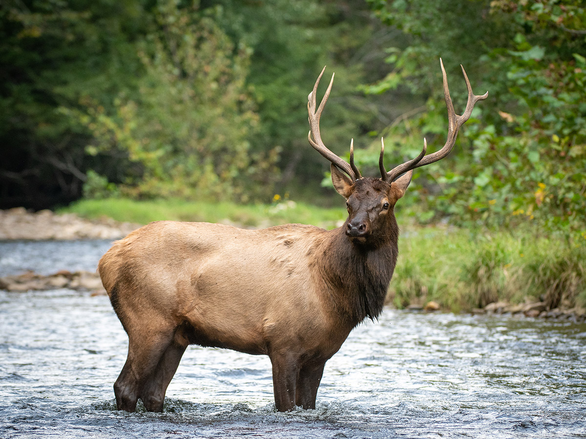 North Carolina Elk Restoration North Carolina Wildlife Federation