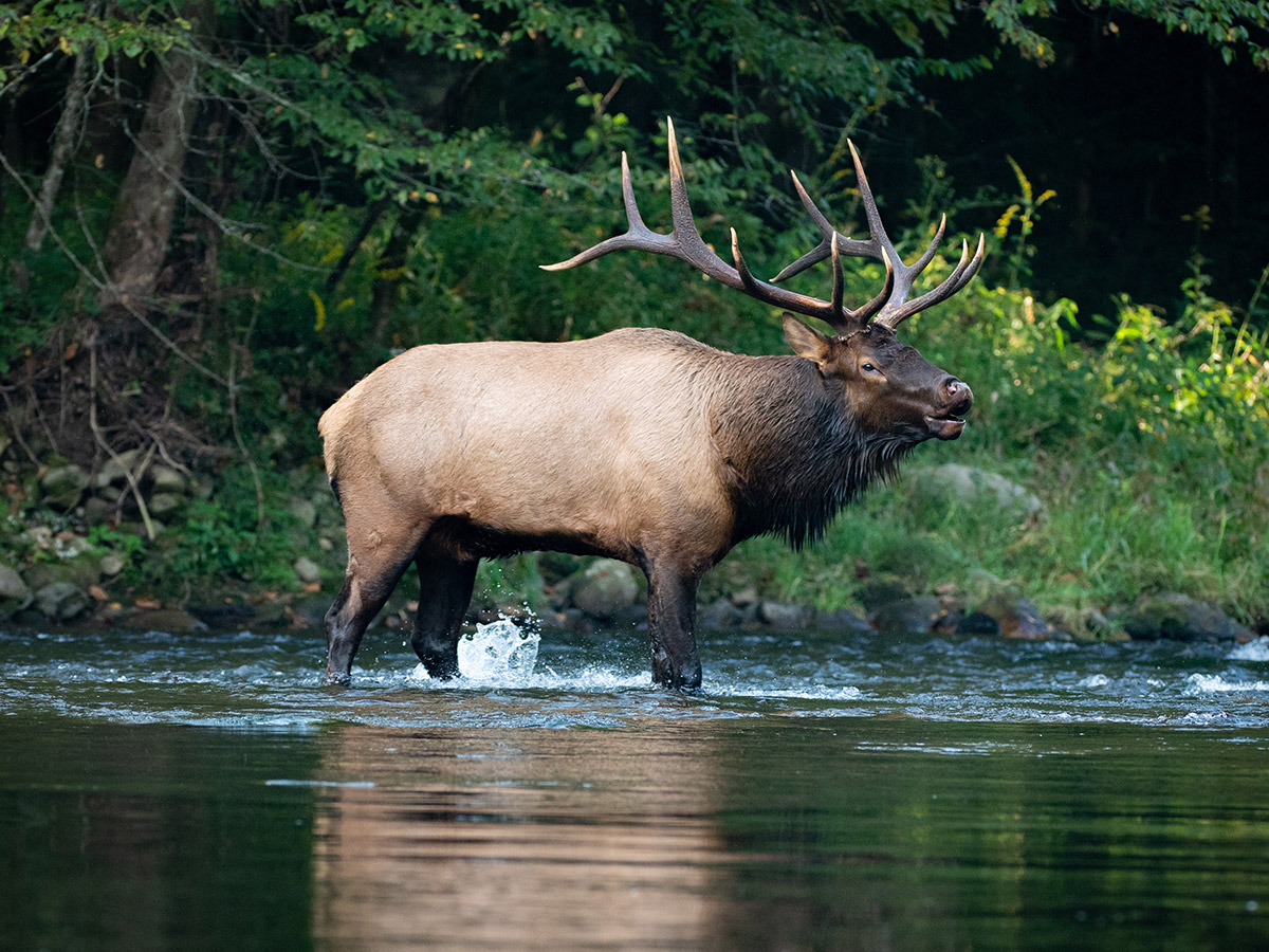 North Carolina Elk Restoration North Carolina Wildlife Federation