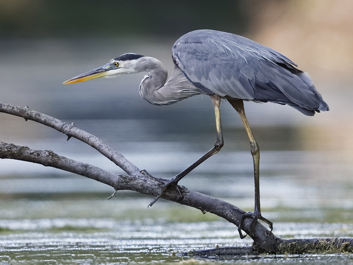 Heron Conservation Program North Carolina Wildlife Federation