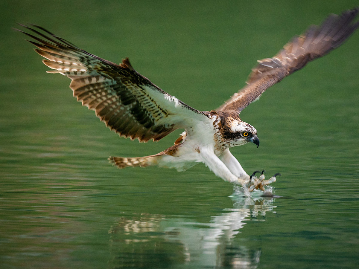 Osprey Conservation Program North Carolina Wildlife Federation