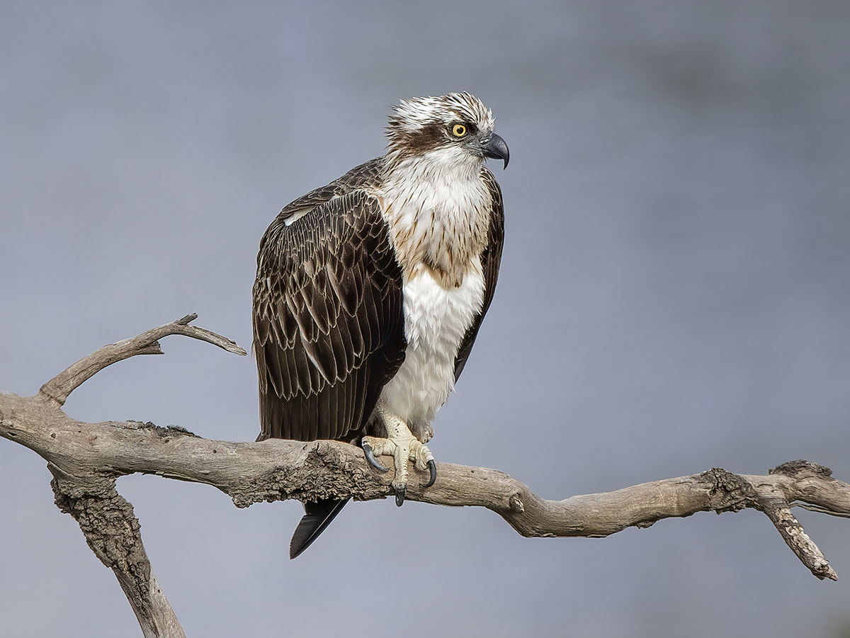 Osprey Conservation Program North Carolina Wildlife Federation