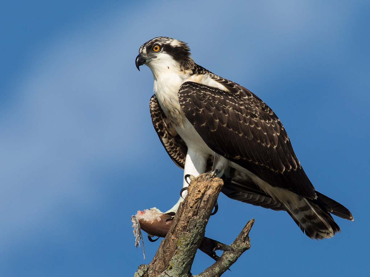Osprey Conservation Program North Carolina Wildlife Federation