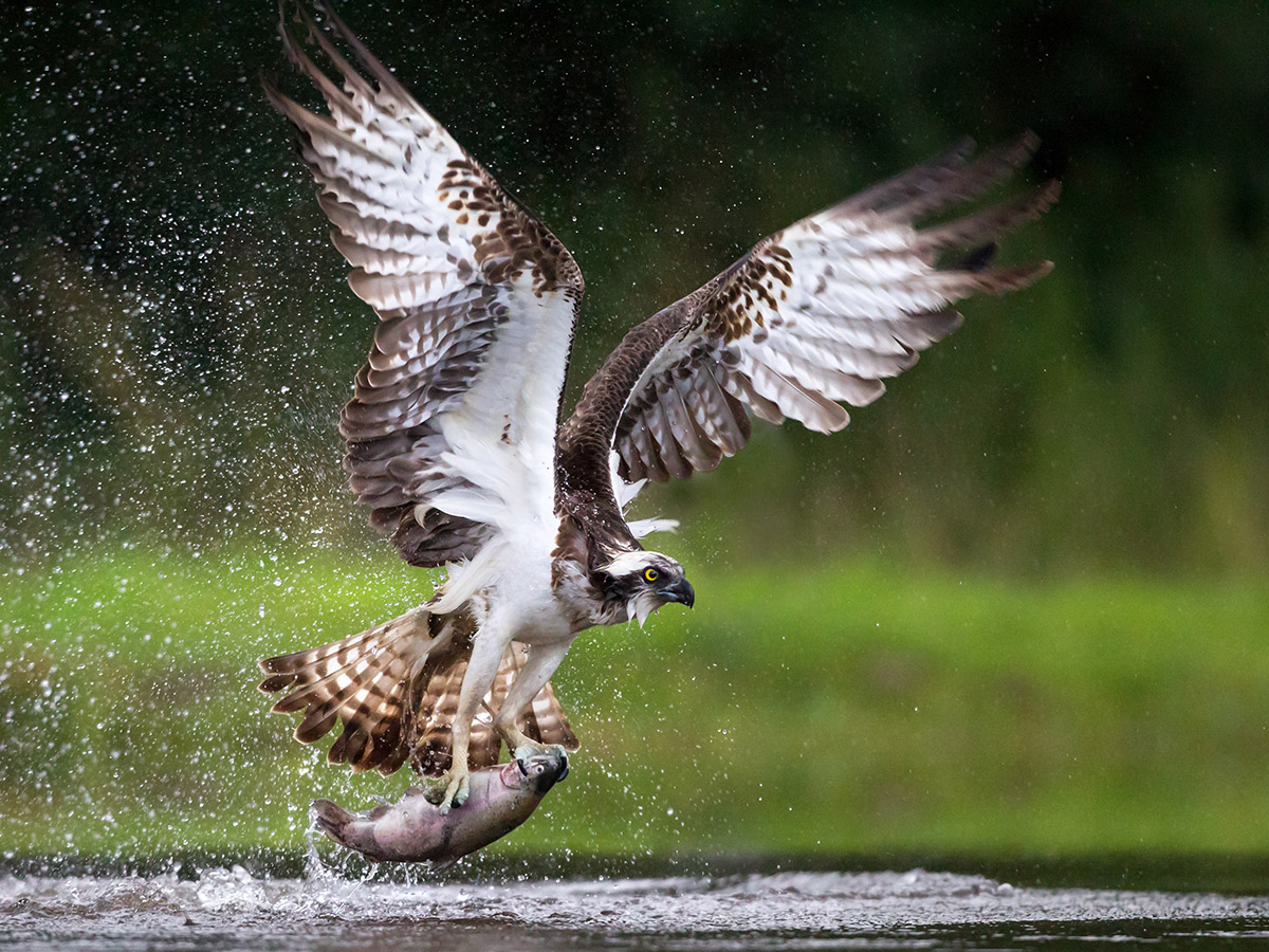 Osprey Conservation Program North Carolina Wildlife Federation