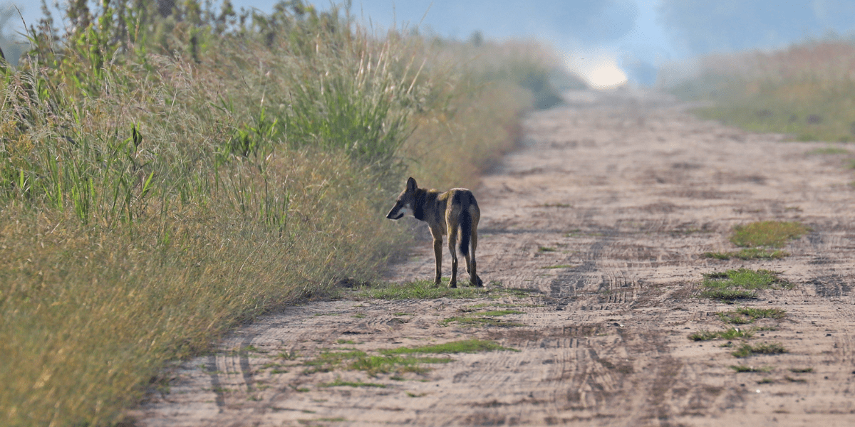 Conservation Conversations Howling for Red Wolves North Carolina