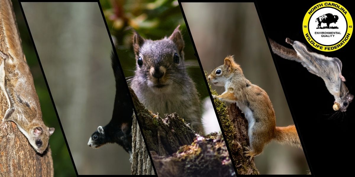 Get Squirrely What You May Not Know About NC's Five Squirrel Species North Carolina Wildlife