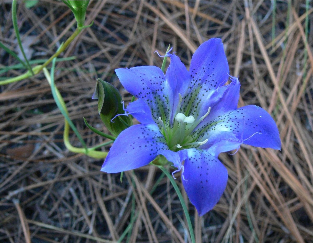NC Sandhills Gameland Hike North Carolina Native Plant Society
