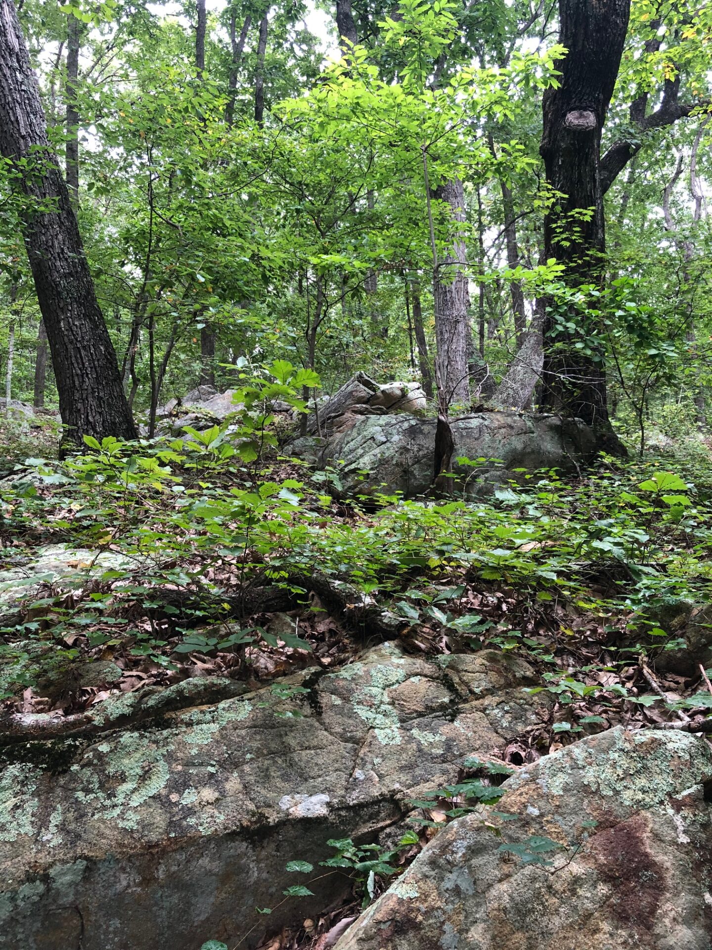 Cane Creek Mountains Natural Area Hike North Carolina Native Plant