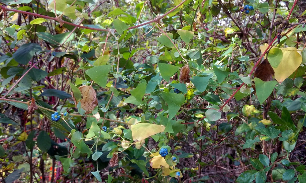Boone Greenway Invasive Plant Removal North Carolina Native Plant Society