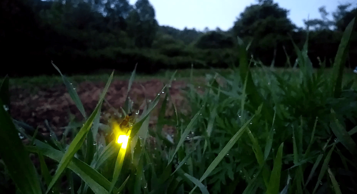 Native Plants Make a Difference for Lightning Bugs North Carolina