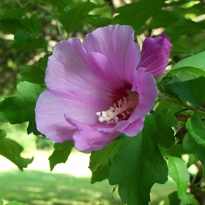 Chlorofiends*! An Invasive Plants List at Last! North Carolina Native