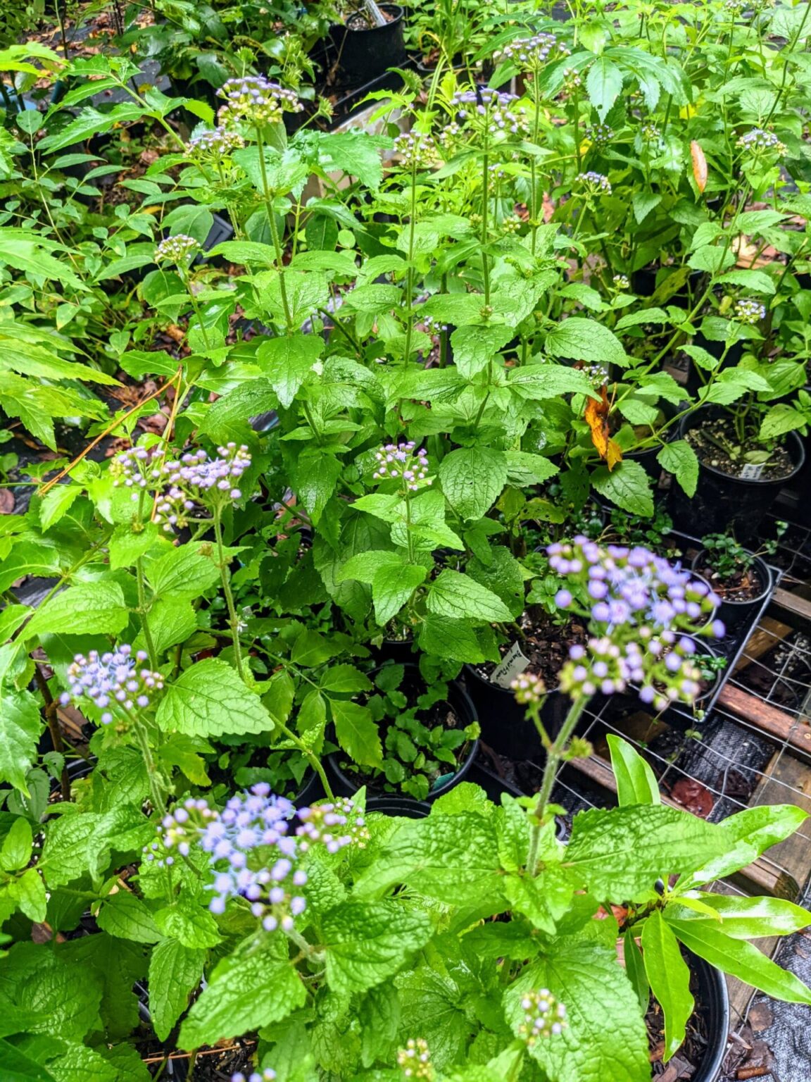 Native Plant Nurseries North Carolina Native Plant Society
