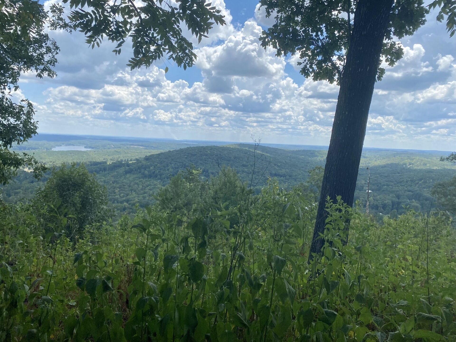 Botanizing & Hiking at Morrow Mountain State Park in Albemarle, NC