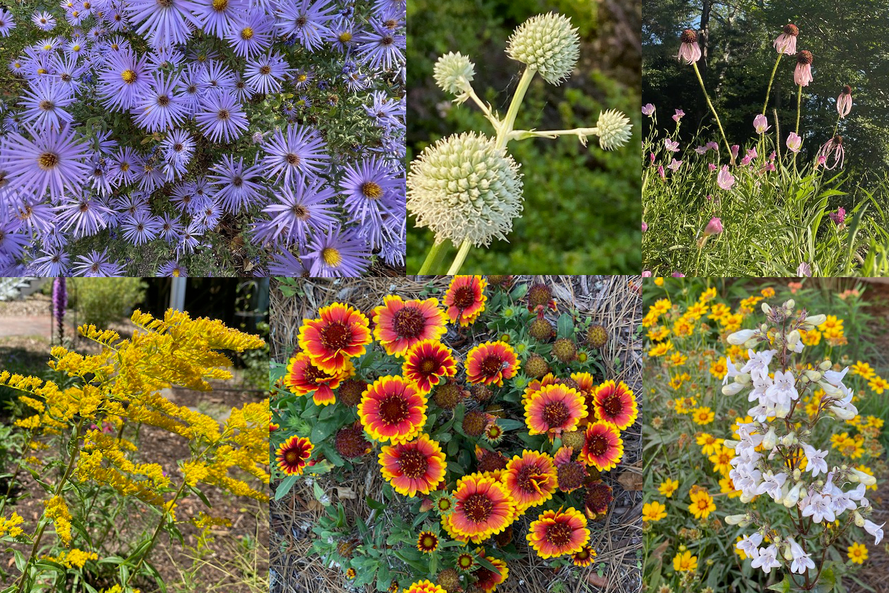 Be the Change How NCNPS Members (Can) Impact Their Community North