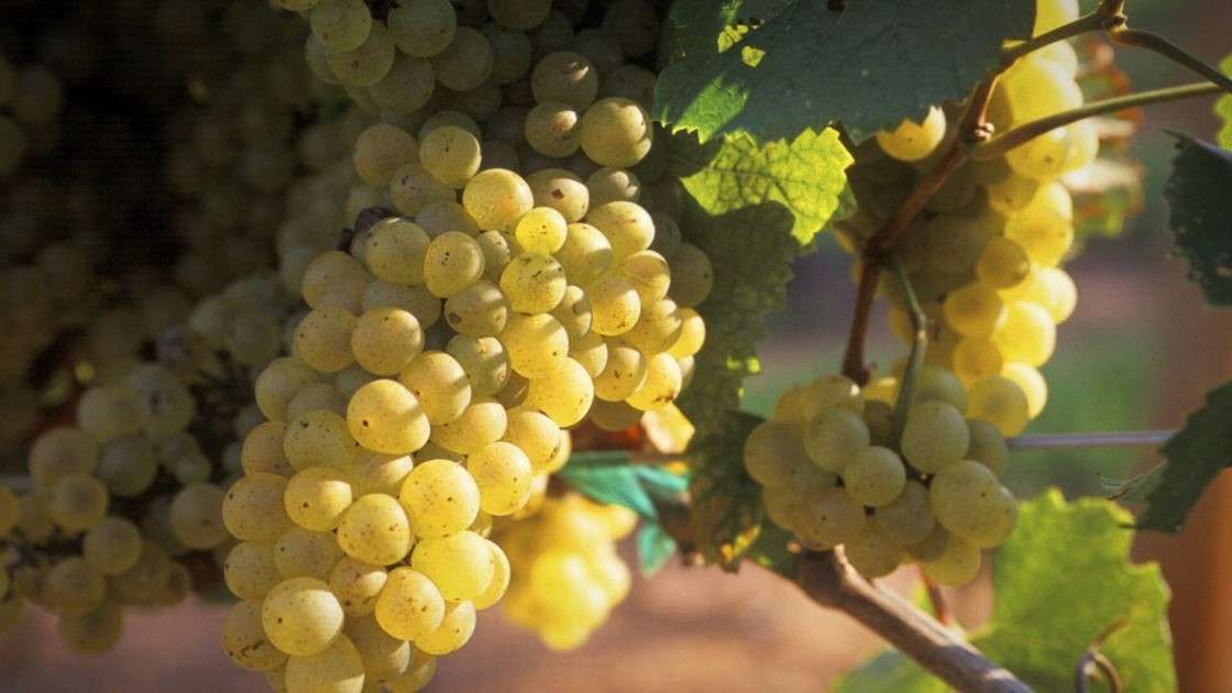 Myrick Vineyards NC Wine