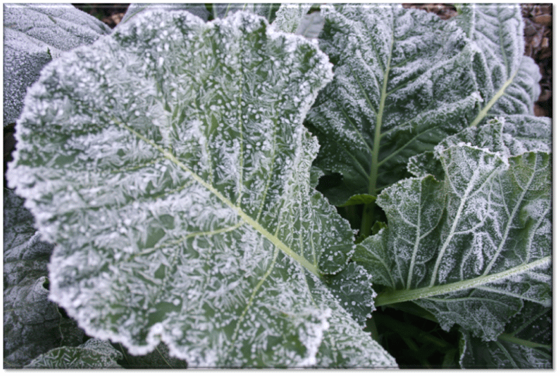 First Frost Dates for NC Counties NC Weather Happens