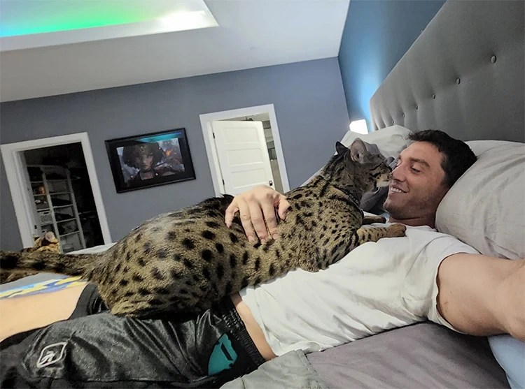 Fenrir the Therapy Cat Is Officially the World’s Tallest Living Cat in