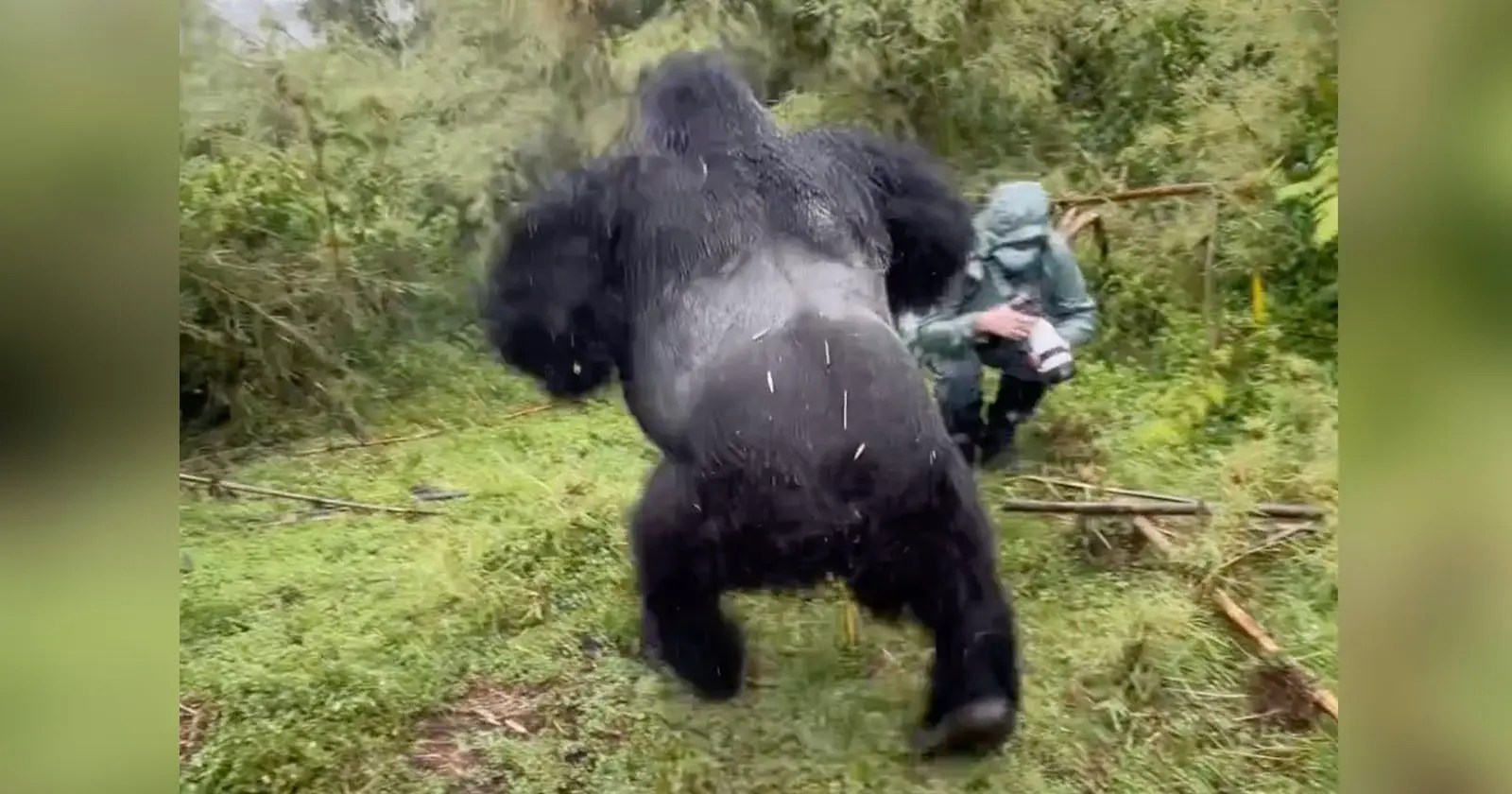Silverback Gorilla's Powerful ChestPounding Display Before the
