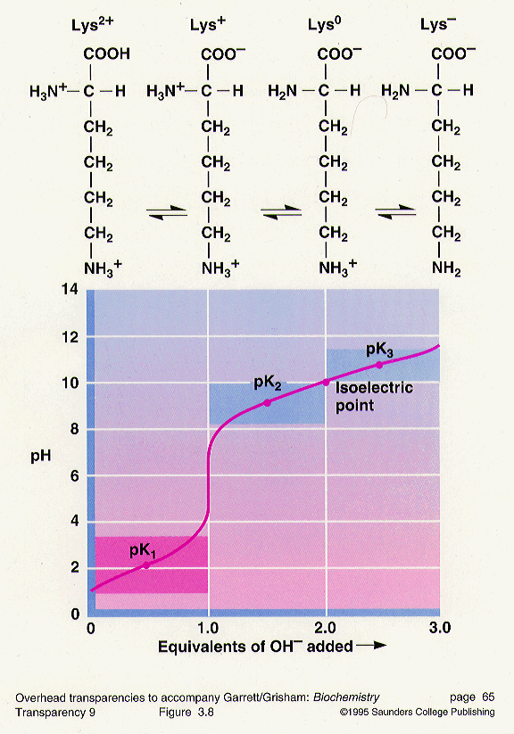 Amino Acid Titration Curves