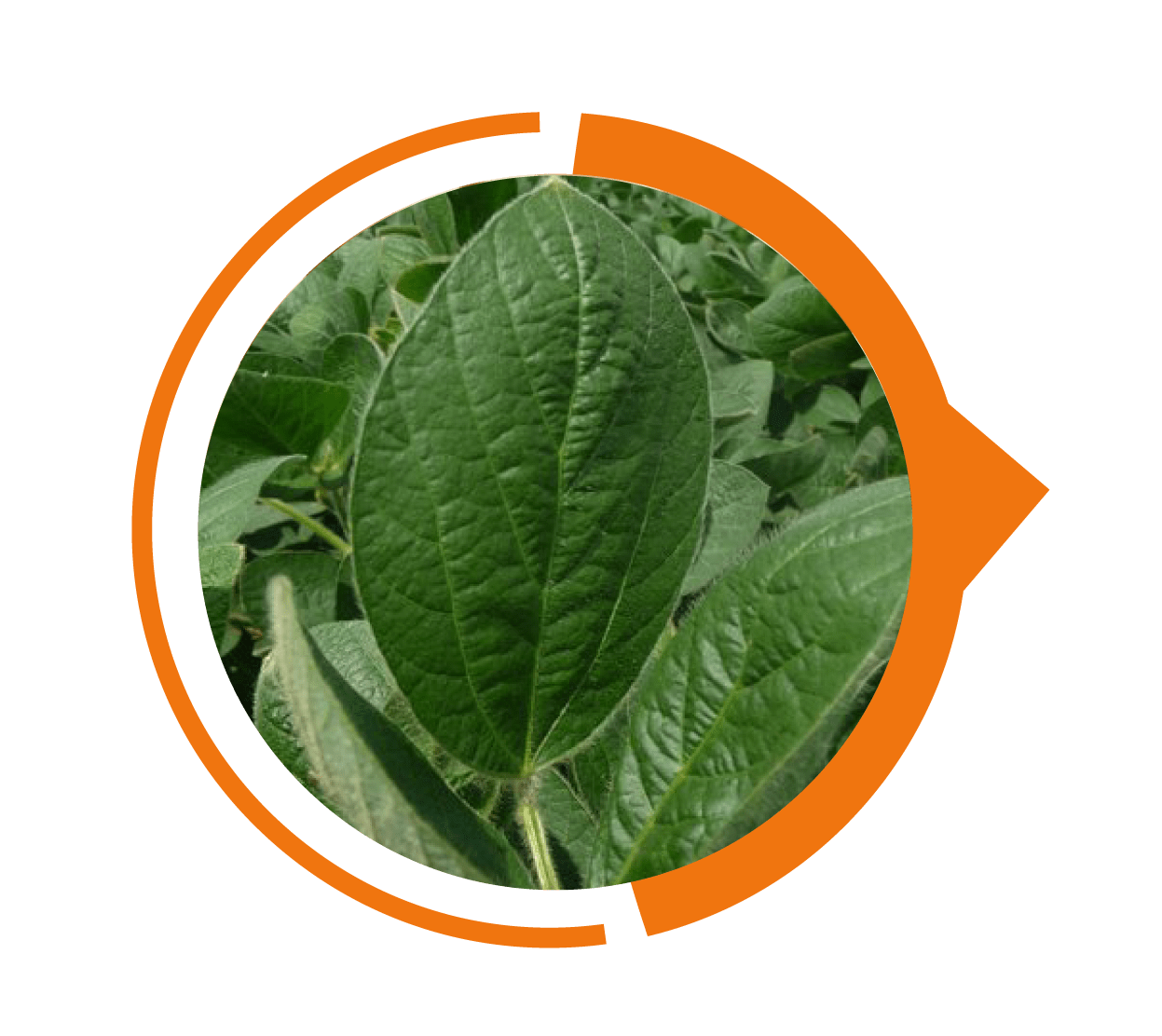 ND Rolette Soybean Seed NDCISA