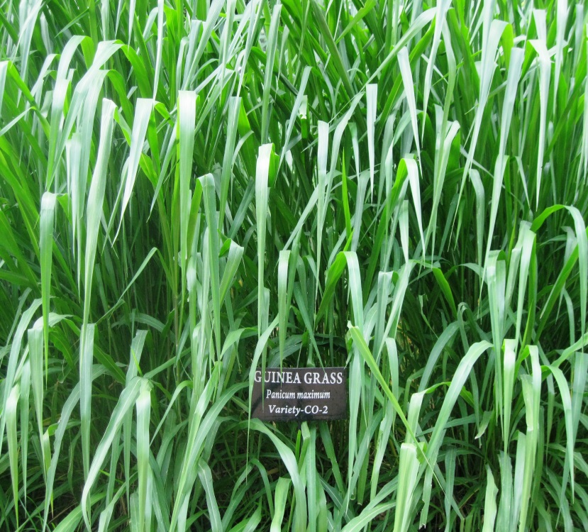 Guinea Grass Farmers' Corner