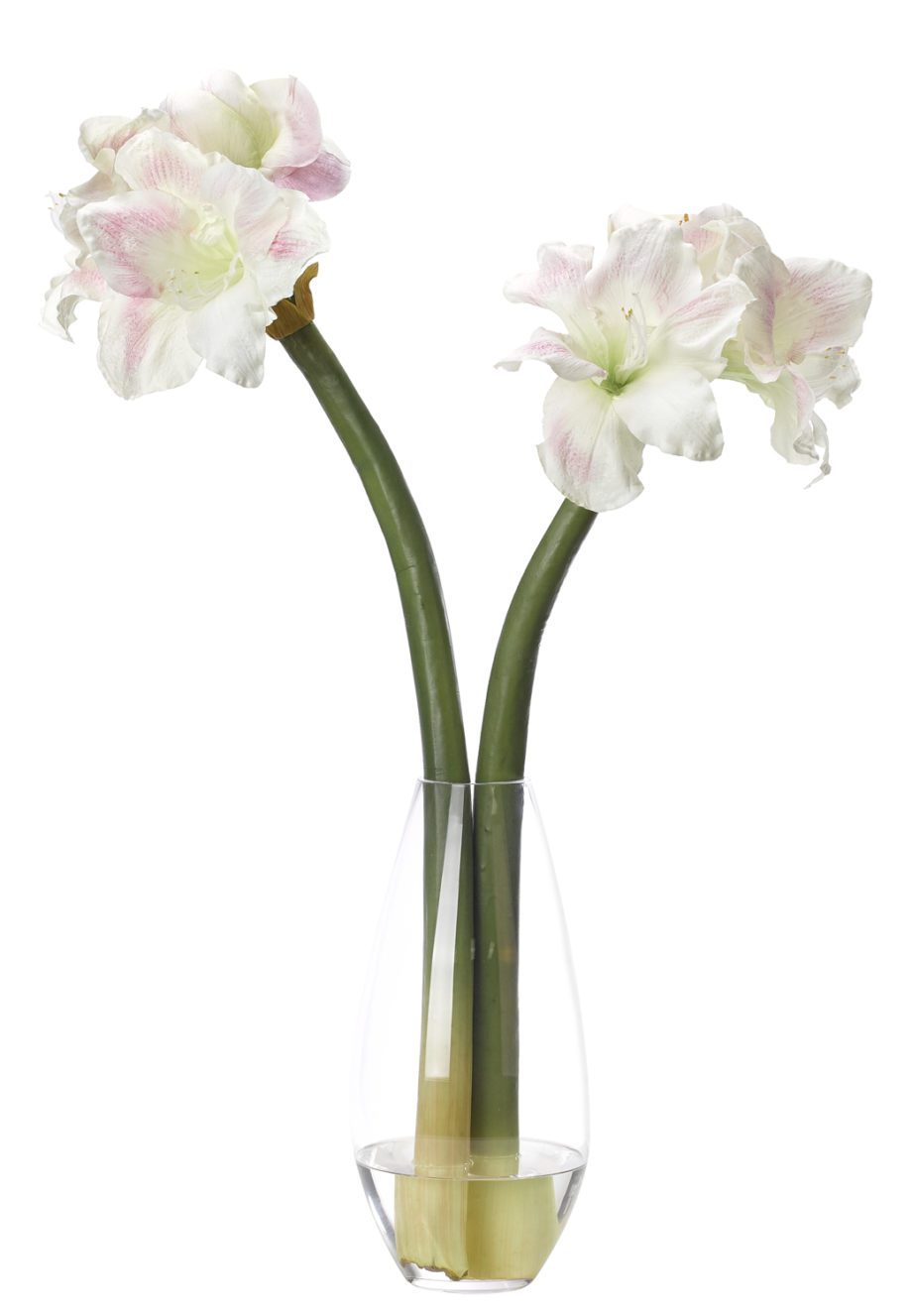 FINAL SALE Amaryllis, Pink Cream, in Glass VaseFaux Watergarden, 29" NDI