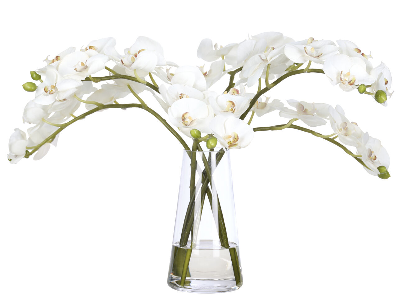 Orchid Phalaenopsis, Cream White, in Glass VaseFaux Watergarden, 16" NDI