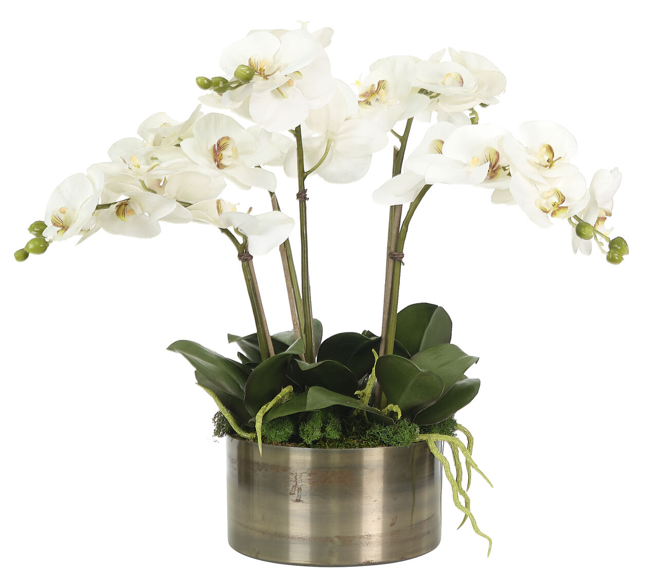 Orchid Phalaenopsis, Cream White, in Brass BowlFaux Arrangement, 18" NDI