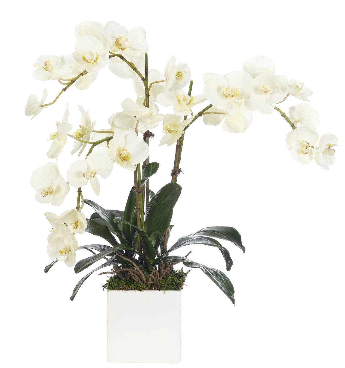 Orchid Phalaenopsis, Cream WhiteCeramic Cube, Faux Arrangement, 25" NDI