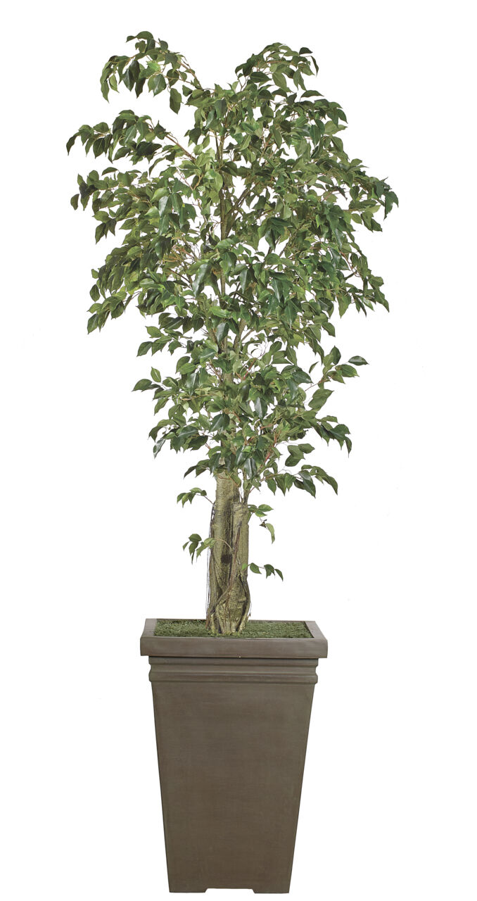 Ficus, Square PlanterAntique Clay, Faux Tree, 8' NDI