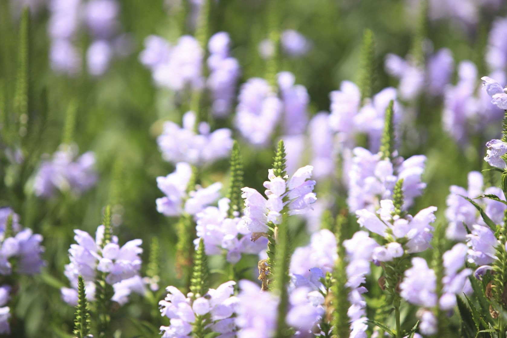 Bupleurum D Formula Golden Flower Best Flower Wallpaper