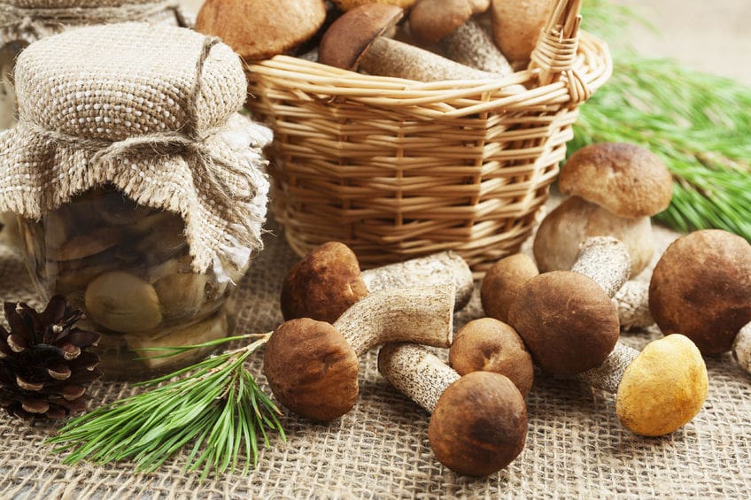 Medicinal Mushrooms Their Role in GI Cancers Naturopathic Doctor