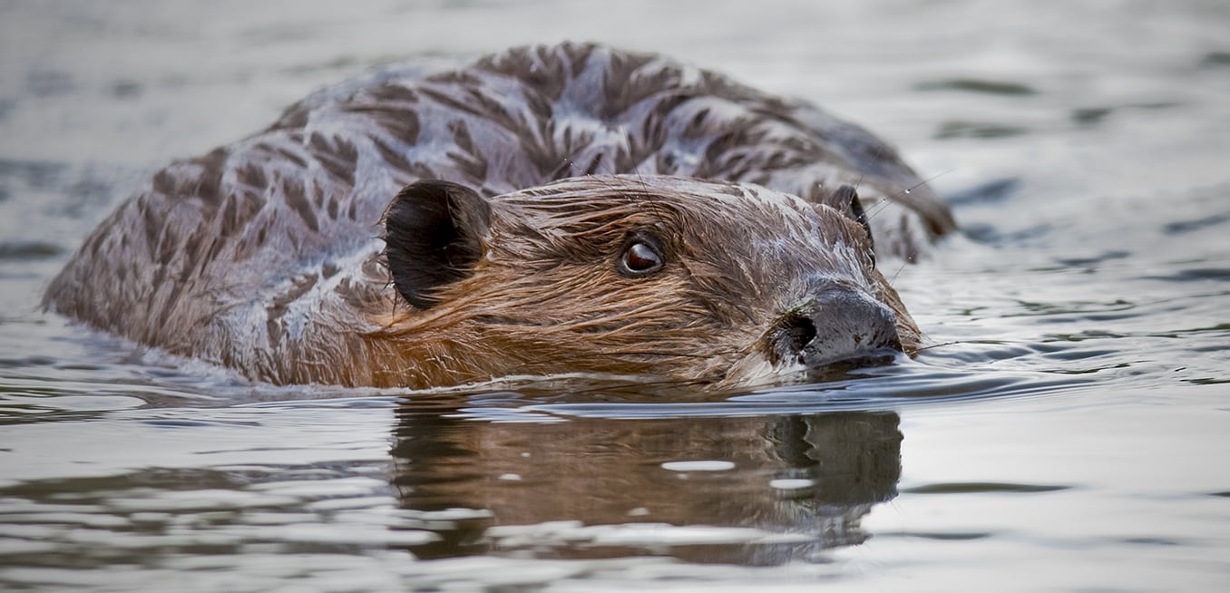 North American Beaver NDOW