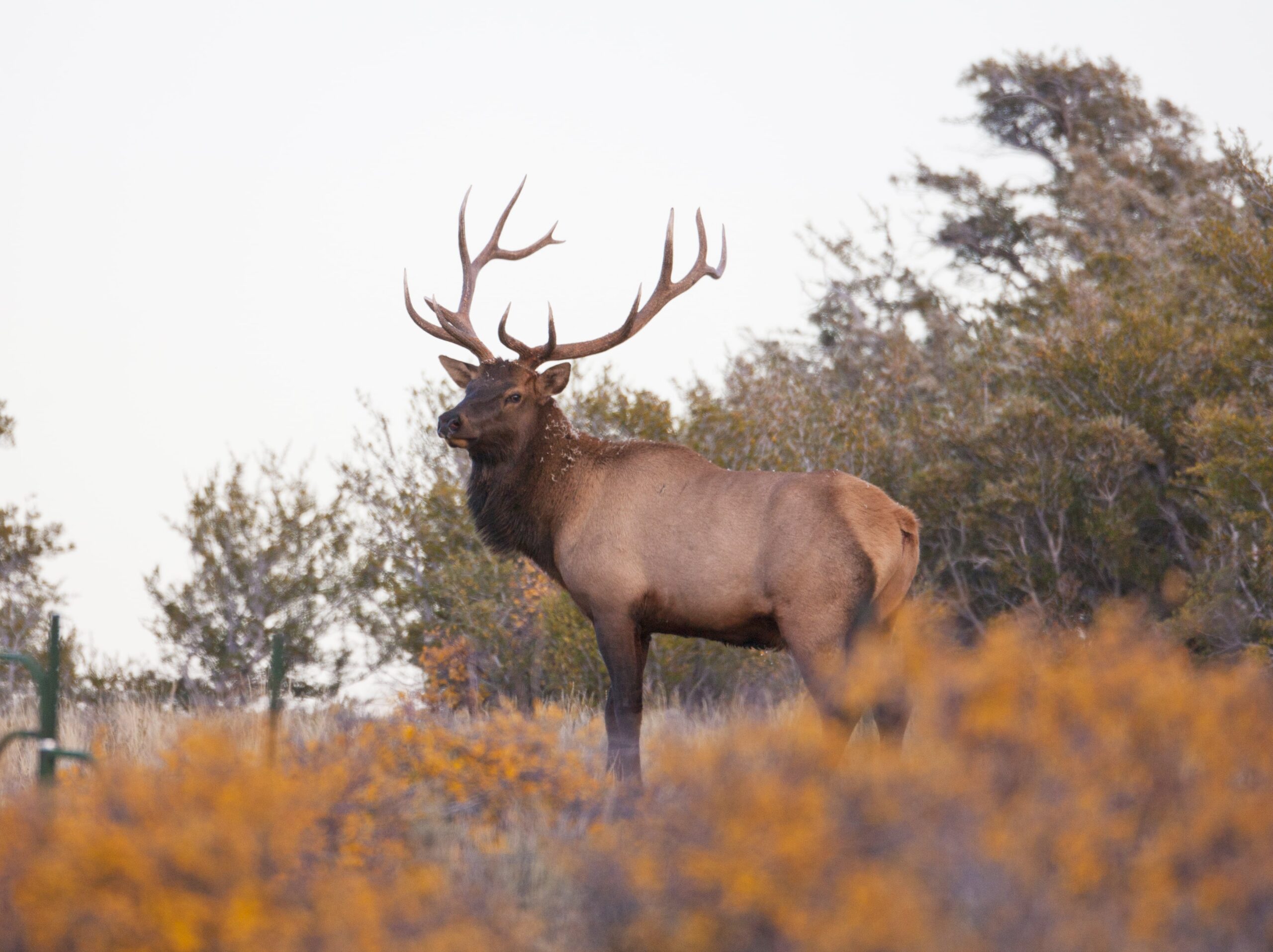 Rocky Mountain Elk NDOW