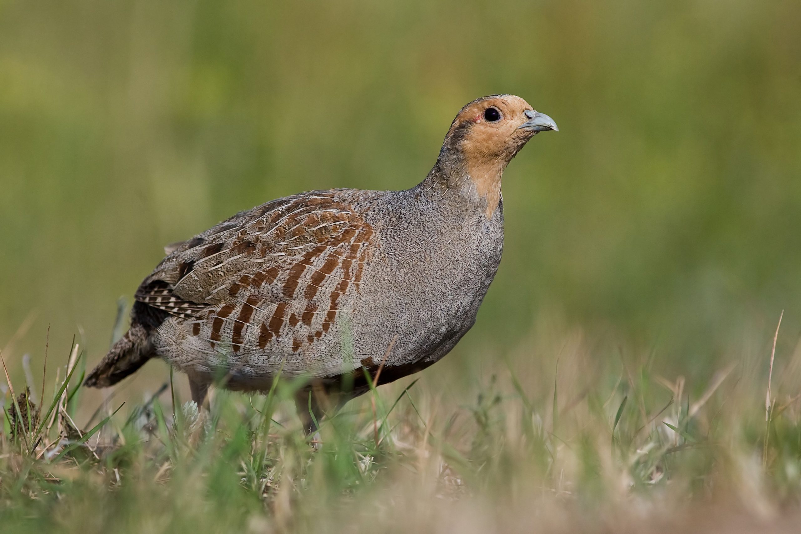 Hungarian Partridge NDOW
