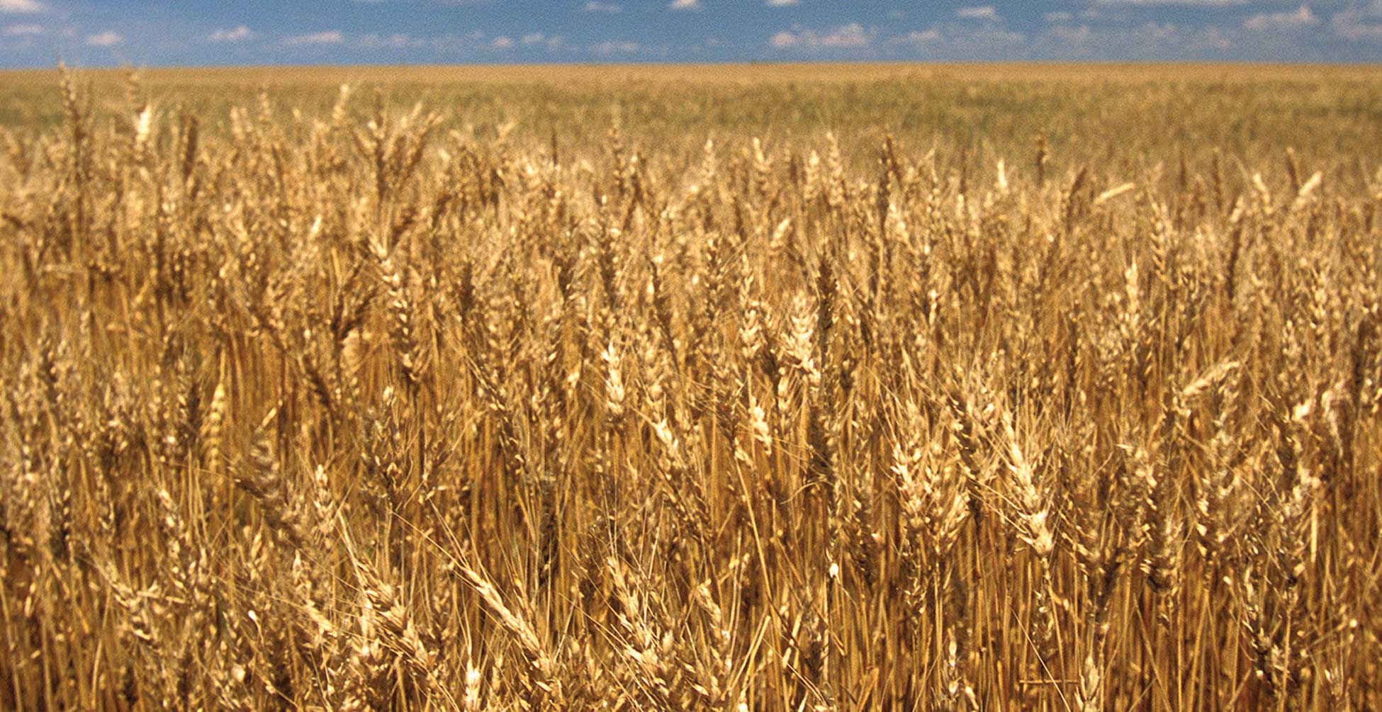 Section 3 Small Grains North Dakota Studies